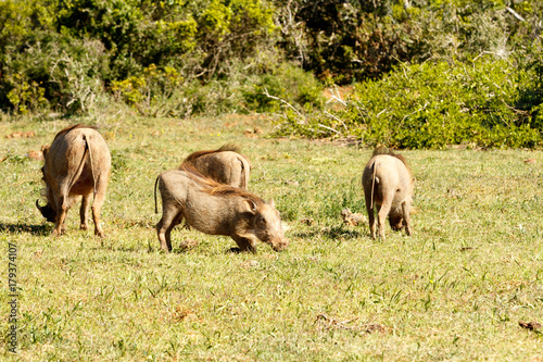 Warthogs playing in the grass