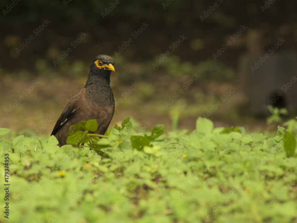 bird in wild bird in wild
