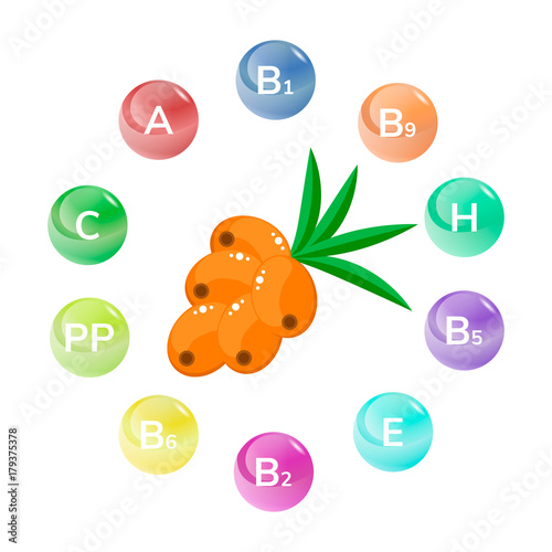 vector illustration. The orange sea buckthorn berry. Infographics. Vitamins