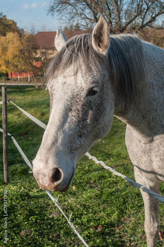 Fototapeta premium portrait de cheval gris dans une prairie