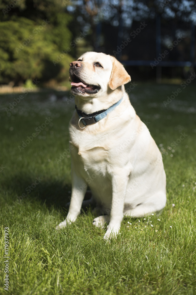 Labrador Retriever dog Labrador Retriever dog