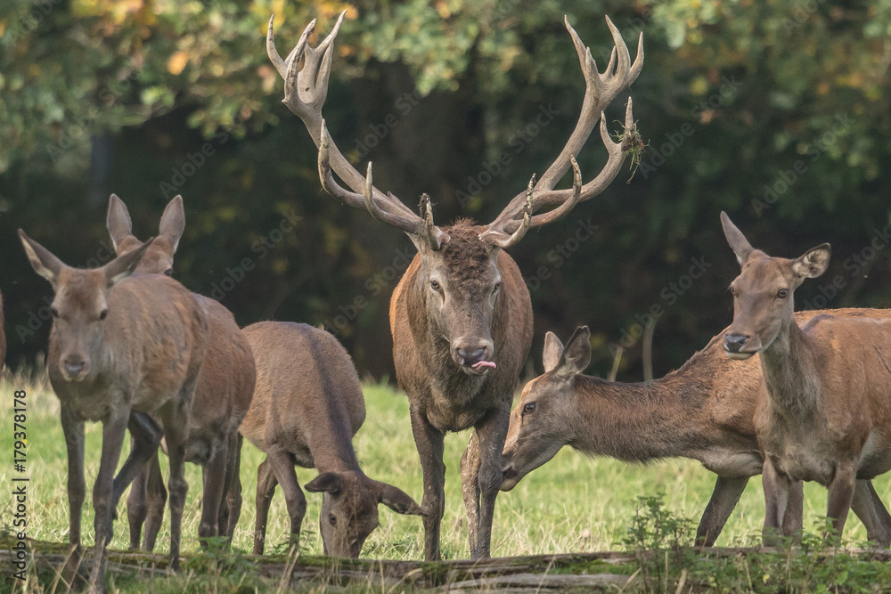 Fototapeta premium hirsch mit harem