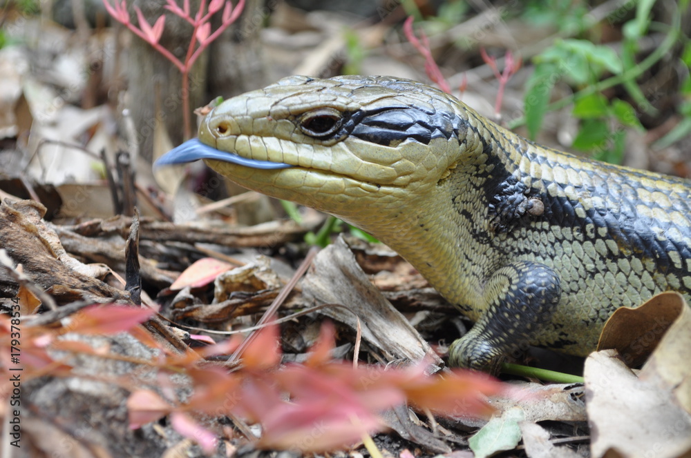 Naklejka premium blue tongue lizard