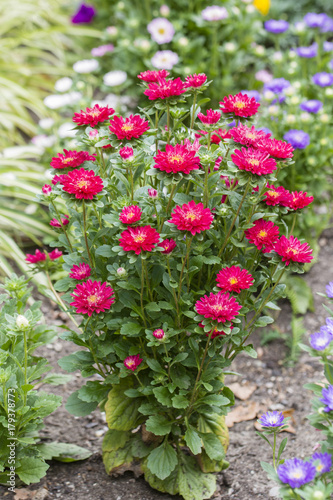 Red flowers of chrysanthemum.