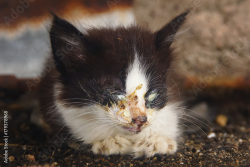 Small Homeless Street Kitten With Eye Damage As A Symptom Of Herpes Cats Was Sitting On The Ground