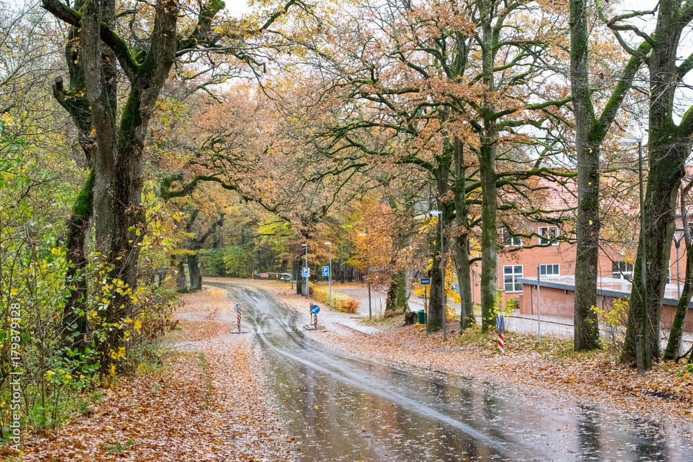 Autumn Danish Forest in November in Viborg, Denmark Autumn Danish Forest in November in Viborg, Denmark