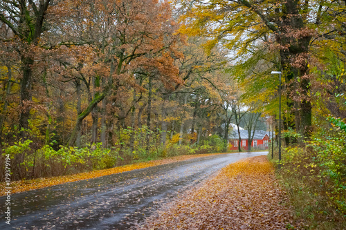 Autumn Danish Forest in November in Viborg, Denmark