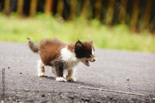 Homeless Cat Walking On The Street