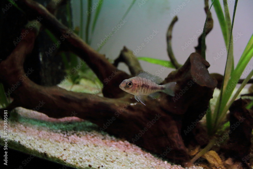American cichlid in aquarium