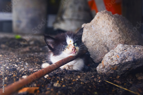 Small Homeless Street Kitten With Eye Damage As A Symptom Of Herpes Cats Was Sitting On The Ground