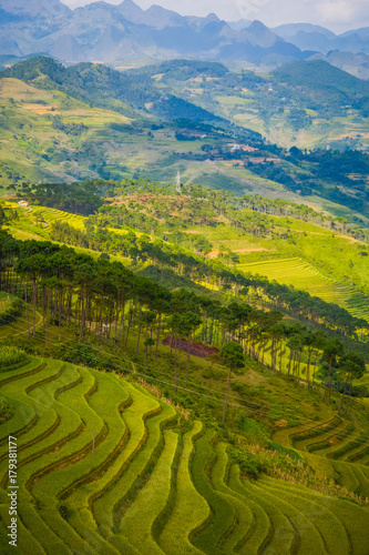 Terrace field rice on the harvest season at bac son valley  lang son province  famous tourist destination in northwest Vietnam and harvest season on september each year
