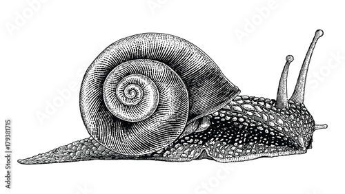 Snail hand drawing vintage style