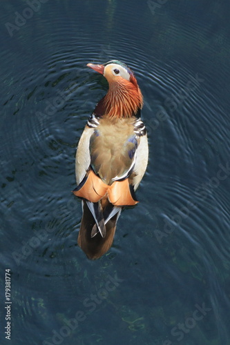 真上から見たオシドリのオス Mandarin Duck Stock 写真 Adobe Stock