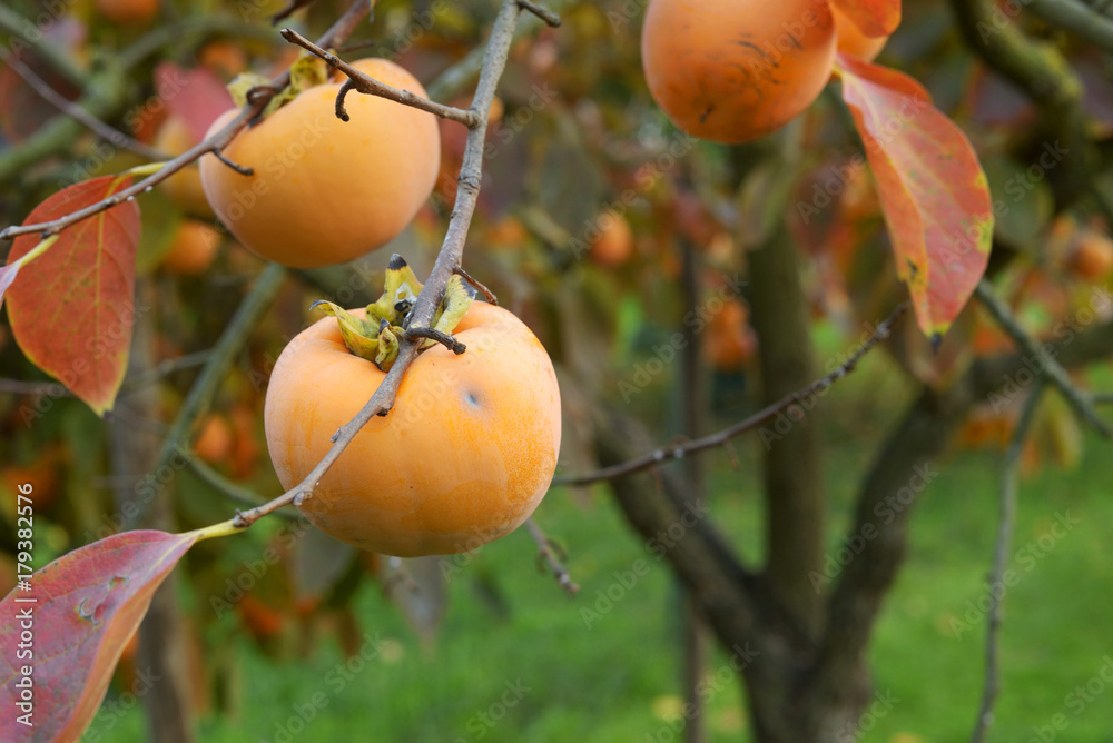 persimmon tree with fruit
