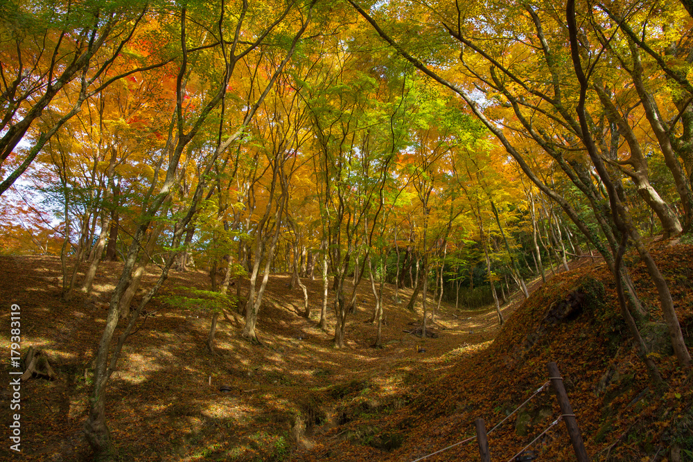 Fototapeta premium 香嵐渓