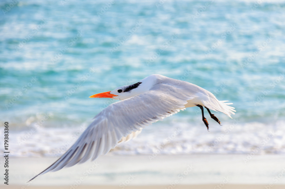 Flight of seagulls over the beach in Miami beach, FL.