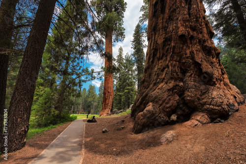Path amongst the giant redwoods in Sequoia National Park, California.