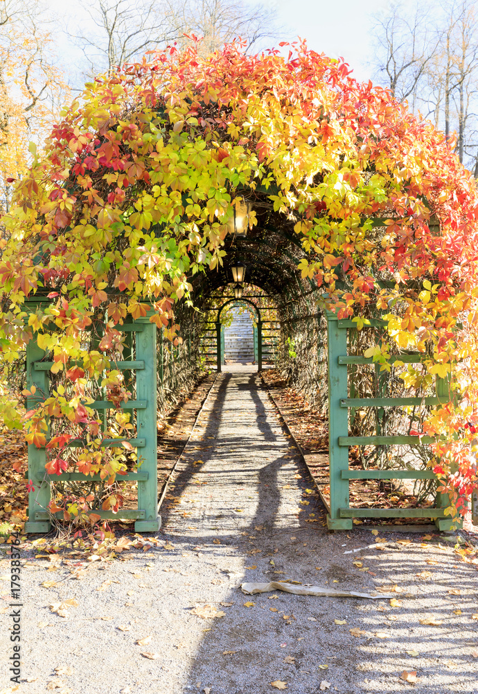 Obraz premium Alley covered with colorful fall leaves