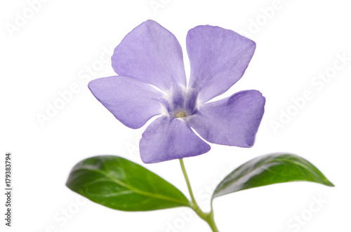 Periwinkle flower isolated on white background