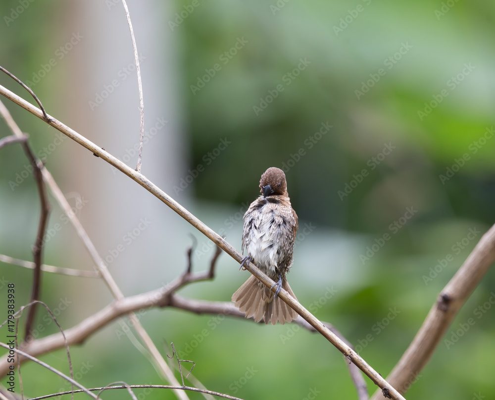 Scaly-breasted Munia on dry branches in garden. Scaly-breasted Munia on dry branches in garden.