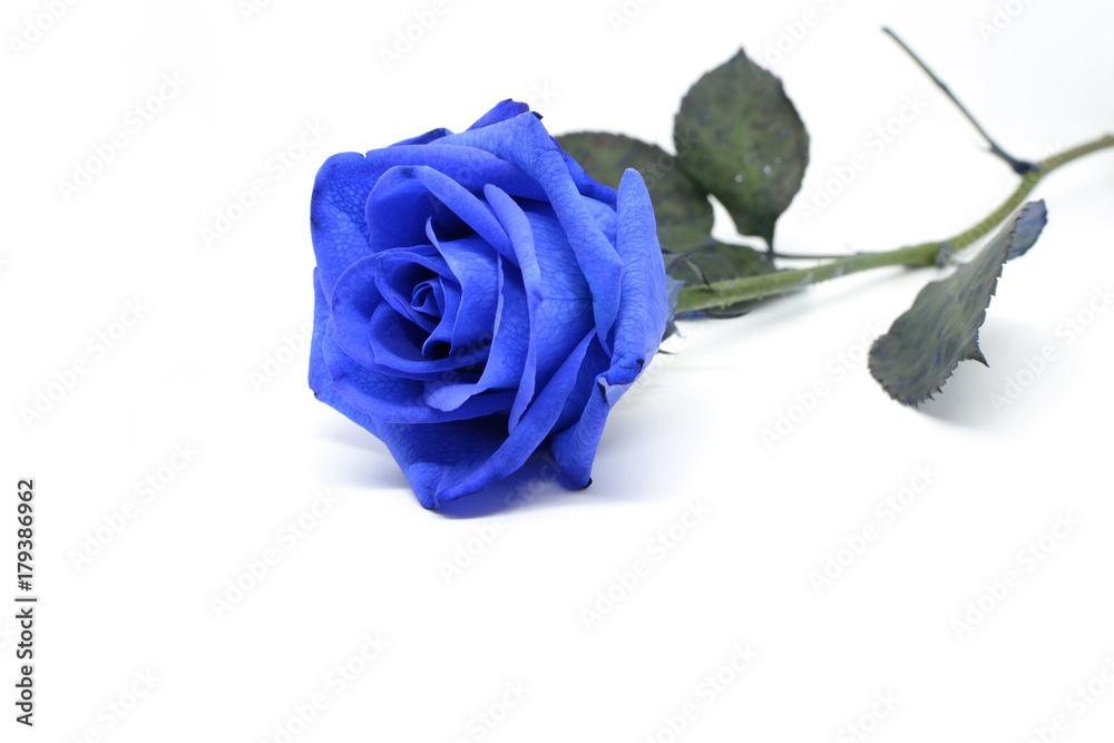 Foto Stock Fiore di una rosa blu isolata su sfondo bianco | Adobe Stock