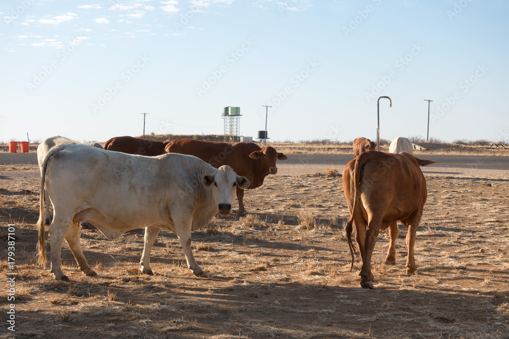 Droughtmaster cattle near road at Corfield in rural Queensland