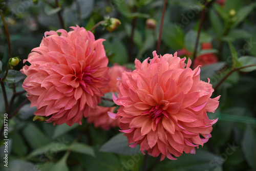 Fototapeta Naklejka Na Ścianę i Meble -  Dahlia rose en été au jardin
