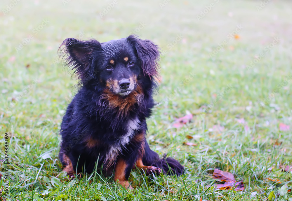 Fototapeta premium Young purebred dog outdoors in the grass on a sunny autumn day.