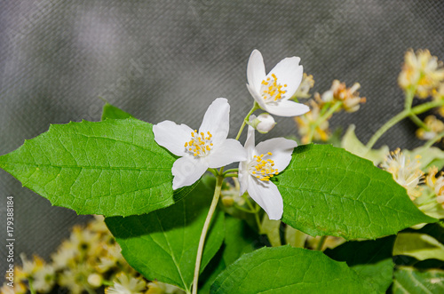 Jasminum officinale, common jasmine white flowers, bush olive family Oleaceae