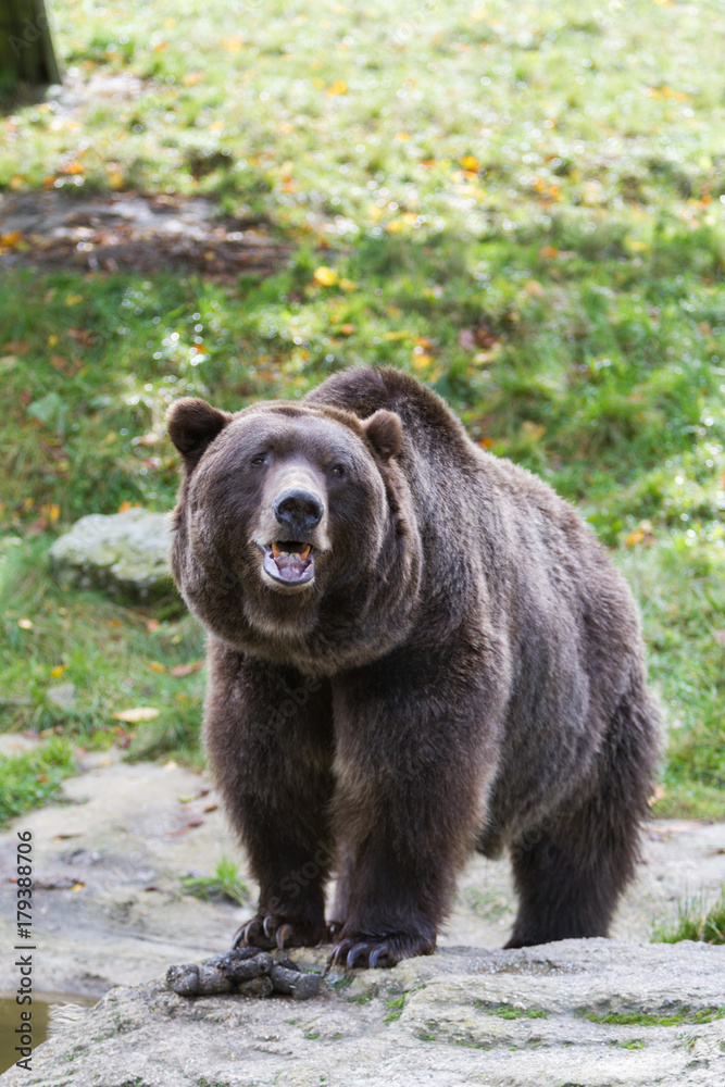 Fototapeta premium Braunbär