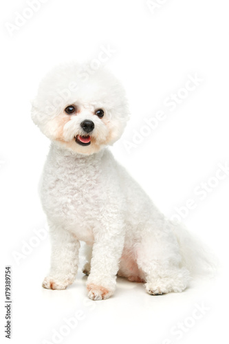 Fototapeta Naklejka Na Ścianę i Meble -  beautiful bichon frisee dog