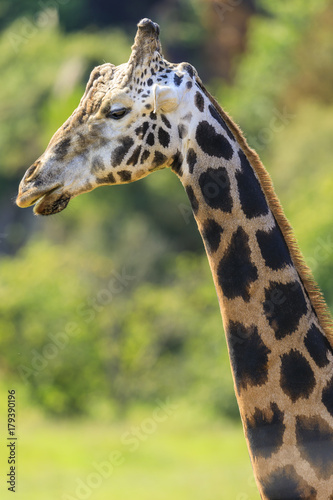Giraffe © underwaterstas