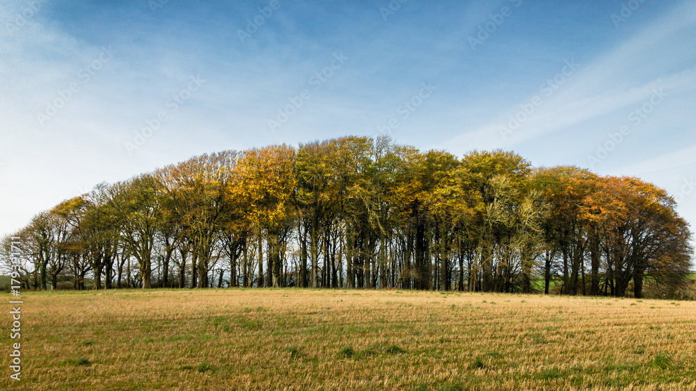 Fototapeta premium Autumn Trees