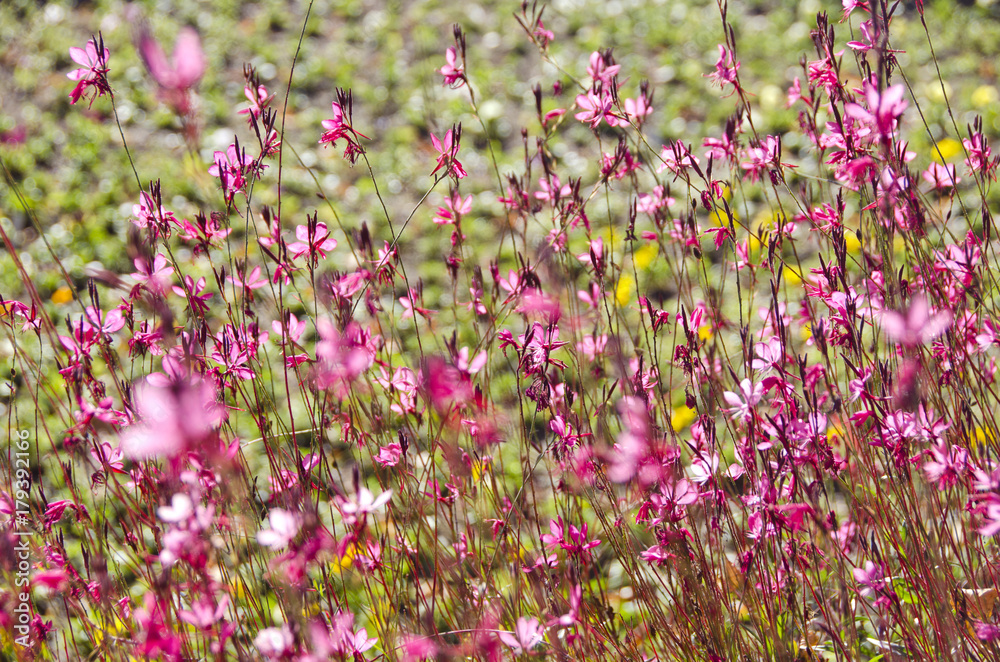 Naklejka premium beautiful summer flowers background