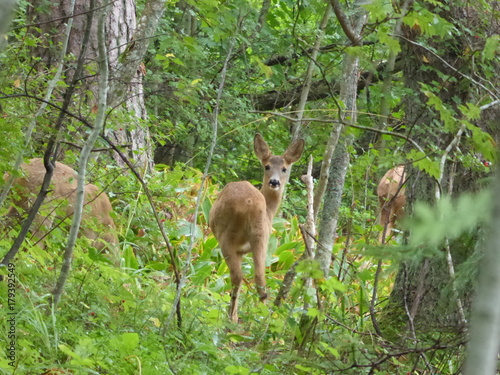Wild roe deer in the forest of Finland photo