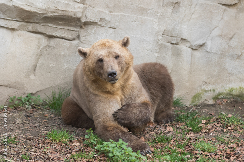 Braunbär Braunbär