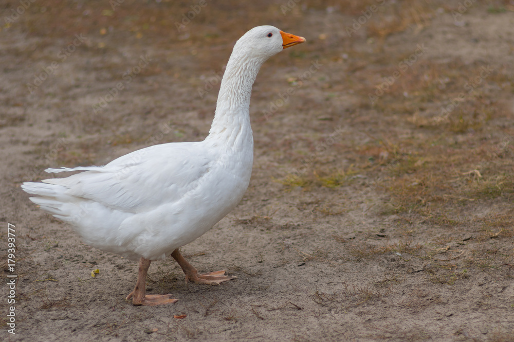 Big white domestic goose walking on the ground at autumnal season Big white domestic goose walking on the ground at autumnal season