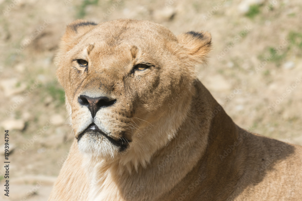 Naklejka premium Löwenweibchen
