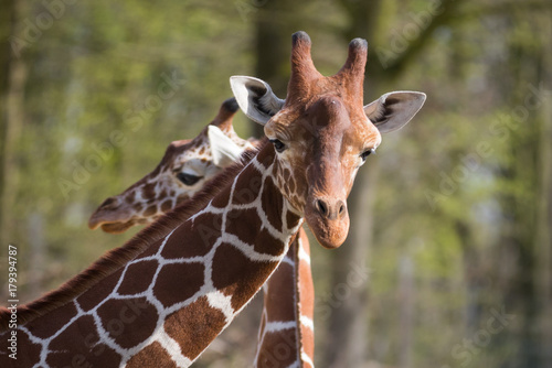 Giraffen photo