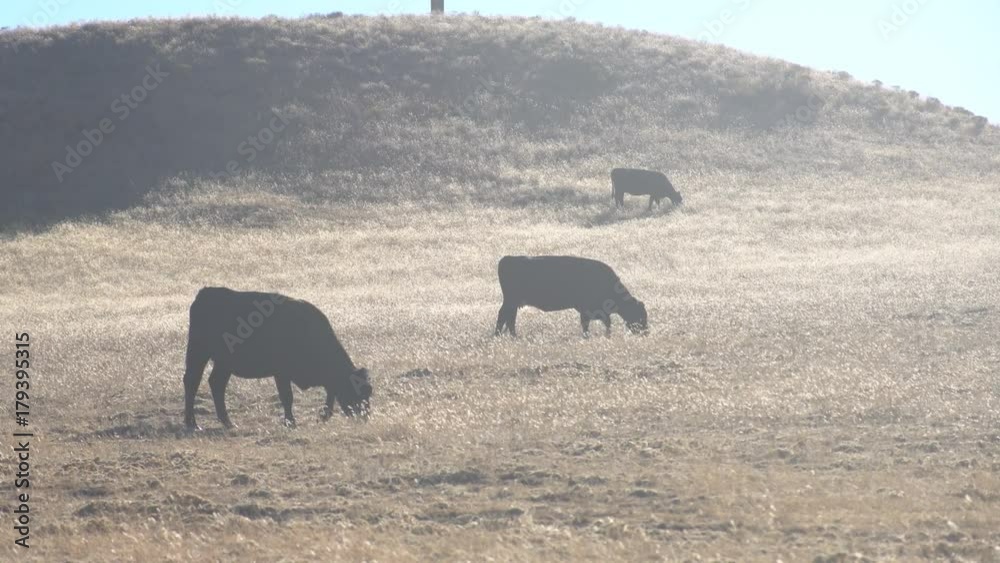 Cows eating grass in a field on backlight condition, near Palomar Mountain State Park, California, United States Cows eating grass in a field on backlight condition, near Palomar Mountain State Park, California, United States
