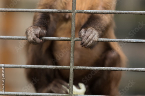 Affe in Gefangenschaft © Christian Schwier