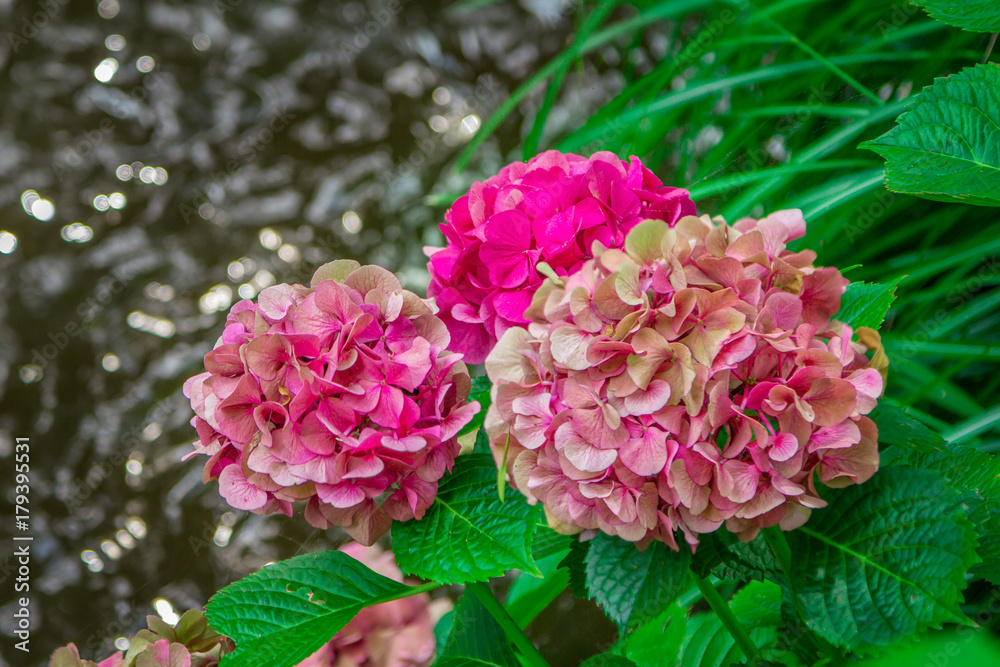 Fototapeta premium Blooming hortensia bush with beautiful pink flowers, growing on a pond shore, with water on background. Hydrangea macrophilla. 