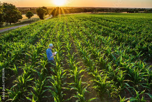 A farmer in his cornfield using a digital tablet at sunset photo