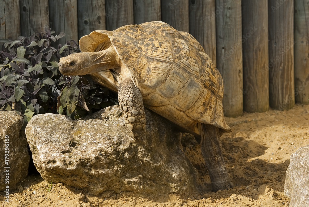 Obraz premium Galapagos Giant Tortoise at Africa Alive, Lowestoft.