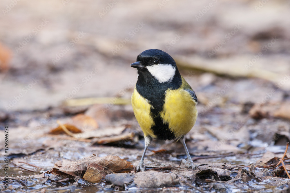Great tit sitting on ground in late autumn. Cute bright songbird. Bird in wildlife. Great tit sitting on ground in late autumn. Cute bright songbird. Bird in wildlife.
