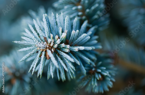 branches of blue spruce covered with morning frost on a blue natural background
