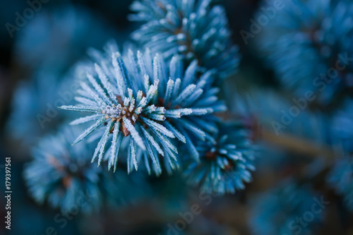 branches of blue spruce covered with morning frost on a blue natural background 