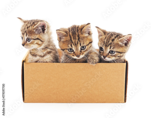 Kittens in the box.