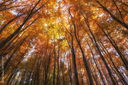 autumn forest, colored trees in the autumn, beautiful Ukrainian landscape of autumn