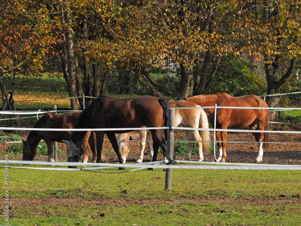 Pferdekoppel im Herbst